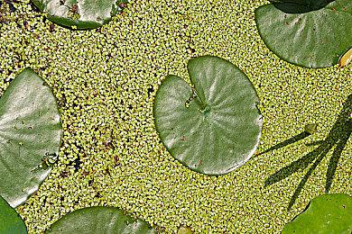 KONAMI与ARSENAL宣布延长多年合作伙伴关系 eFootball™将举办游戏内庆祝活动